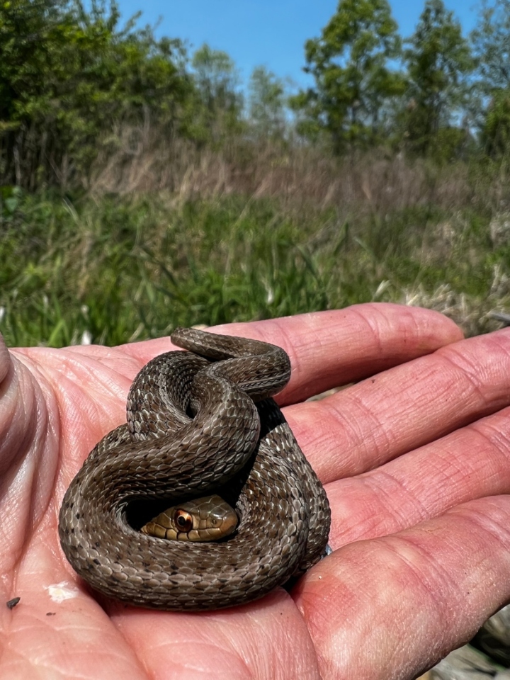 Eastern Garter Snake